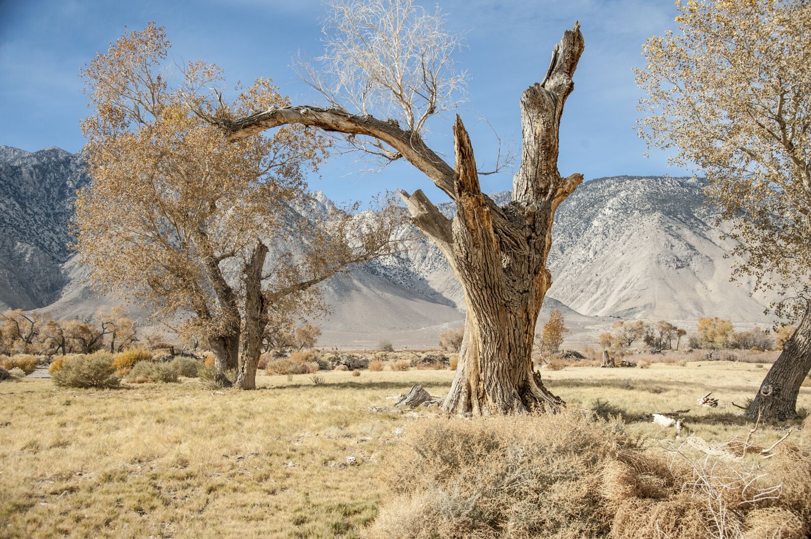 Nikon D3 sample photo. California, tree, nature photography