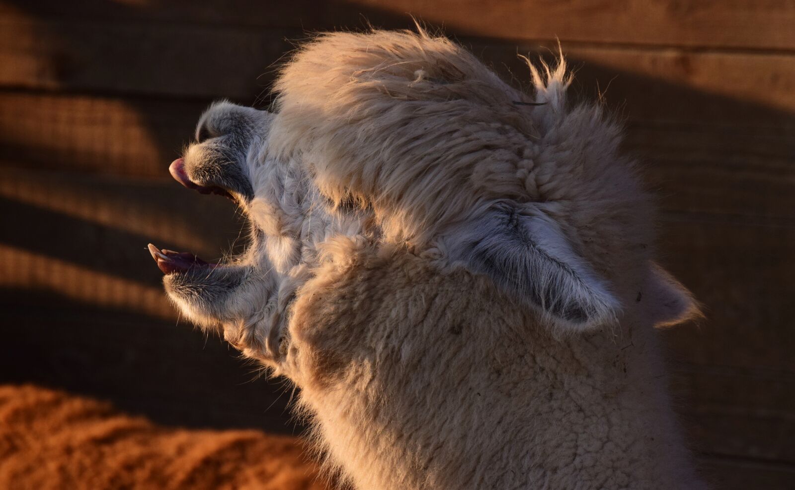 Nikon D3300 sample photo. Alpaca, animal, white photography