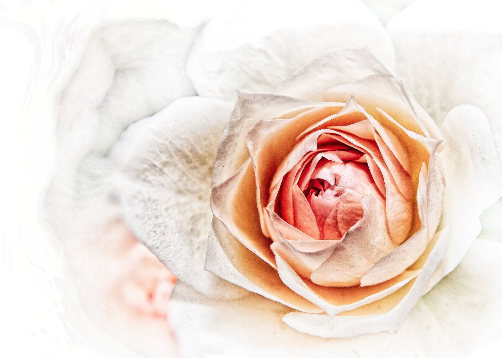 Canon EOS 50D sample photo. Rose, pink, close up photography