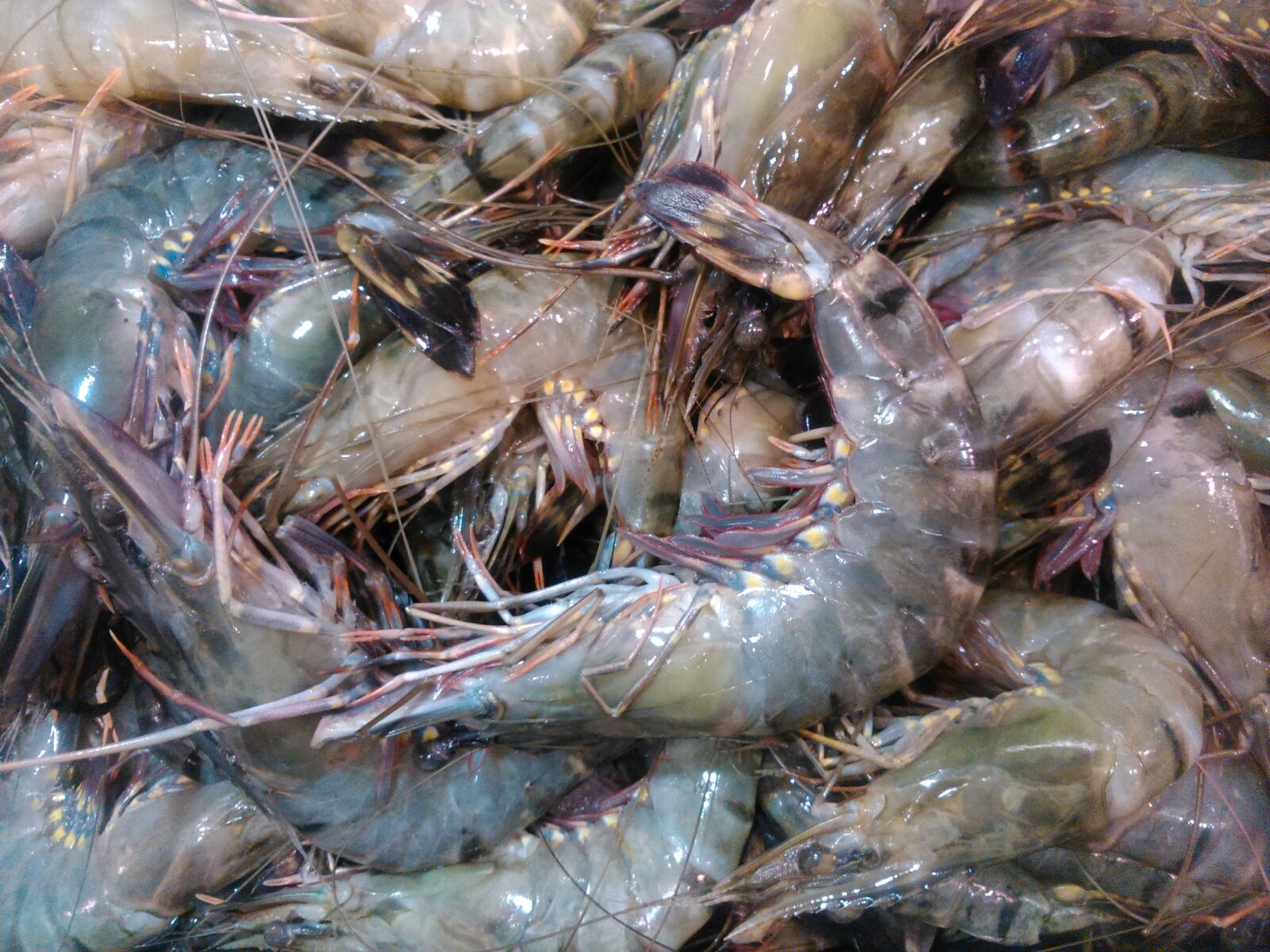Sony Xperia L sample photo. Fauna, fish, fishing photography