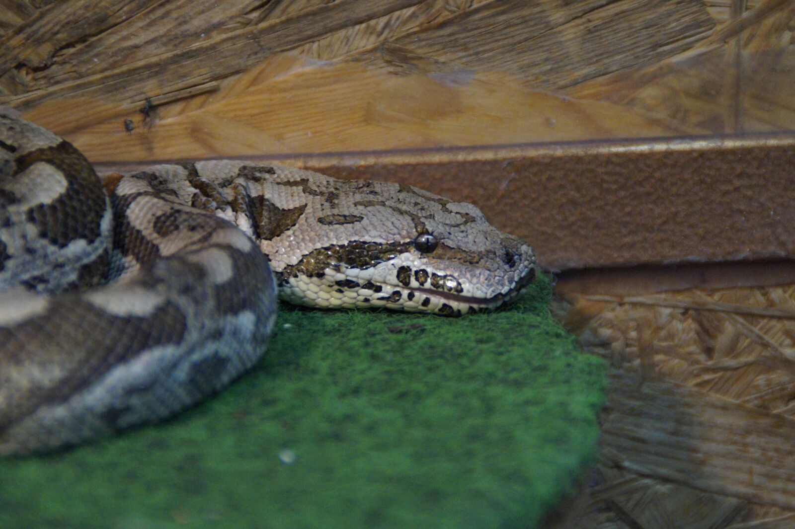 Sony SLT-A58 sample photo. Snake, reptile, terraristik photography