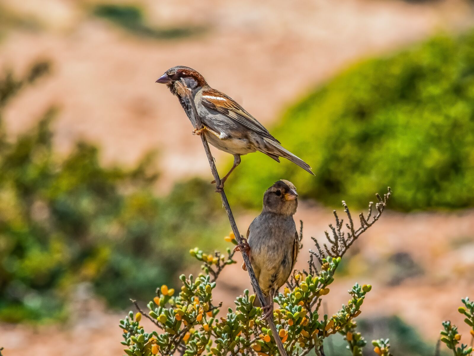 Nikon D3300 sample photo. Sparrows, nature, birds photography