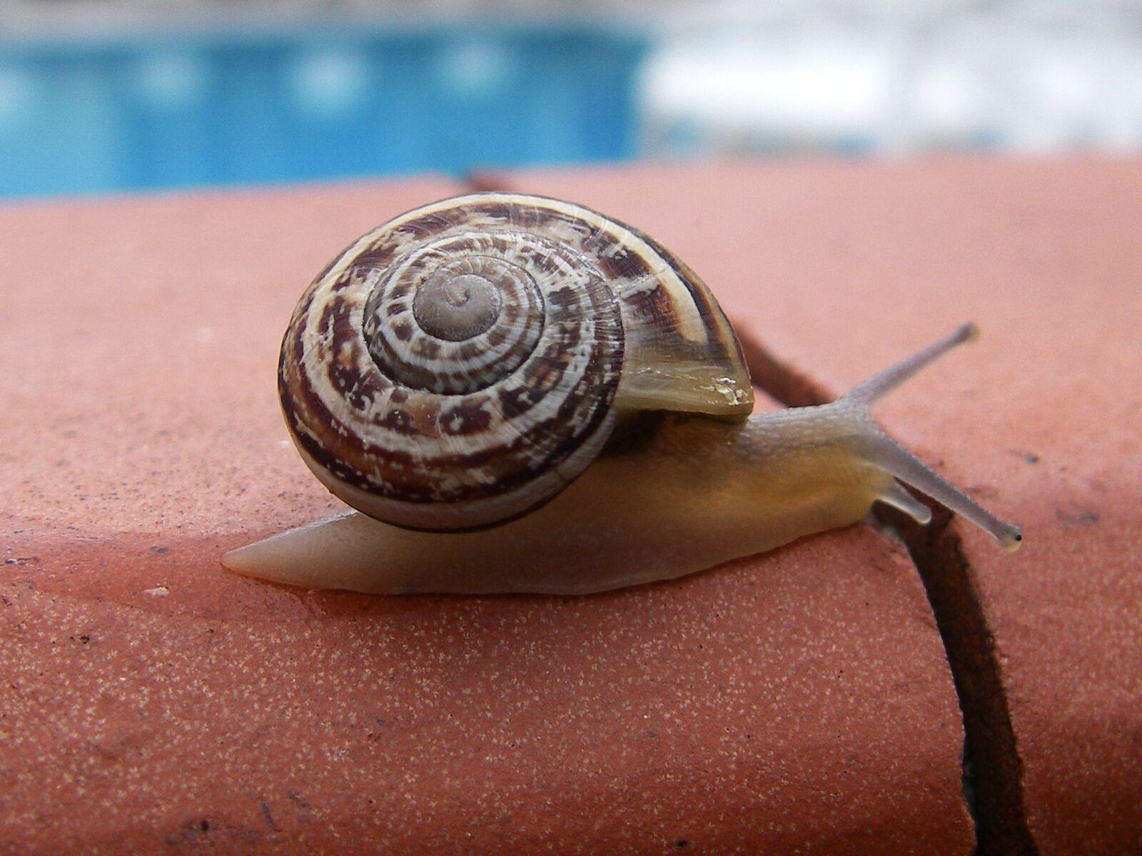 Pentax OPTIO W10 sample photo. Snail, spiral, shell photography