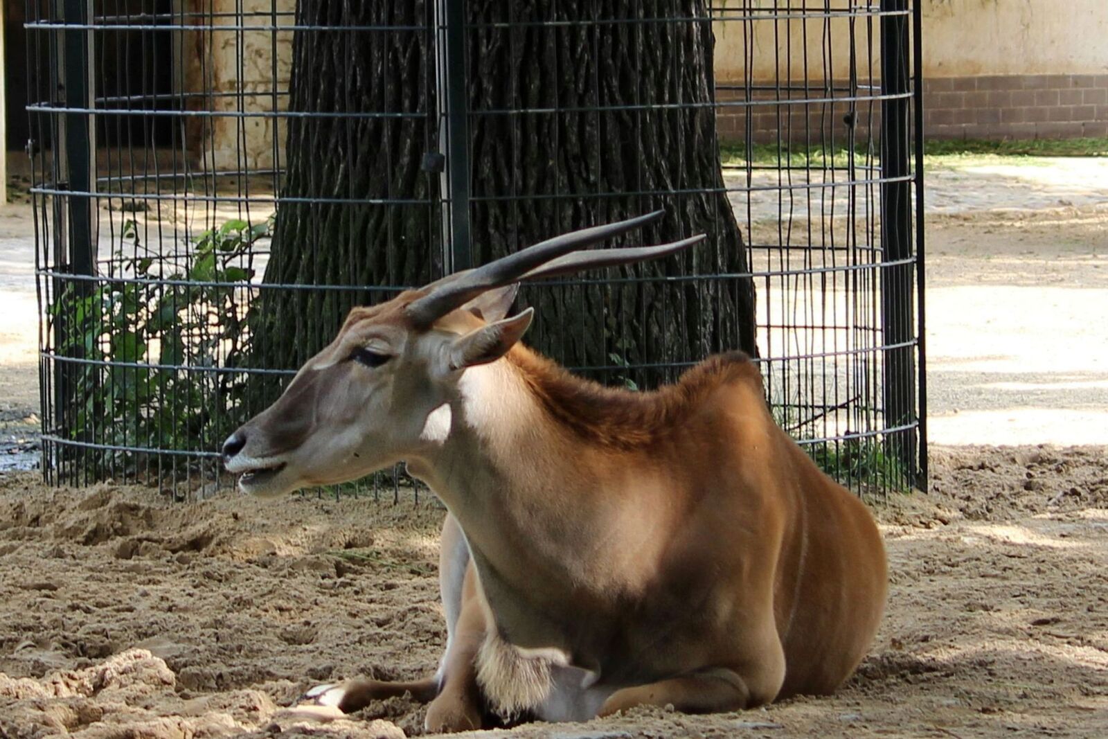 Canon EOS 600D (Rebel EOS T3i / EOS Kiss X5) sample photo. Animal, mammal, horns photography