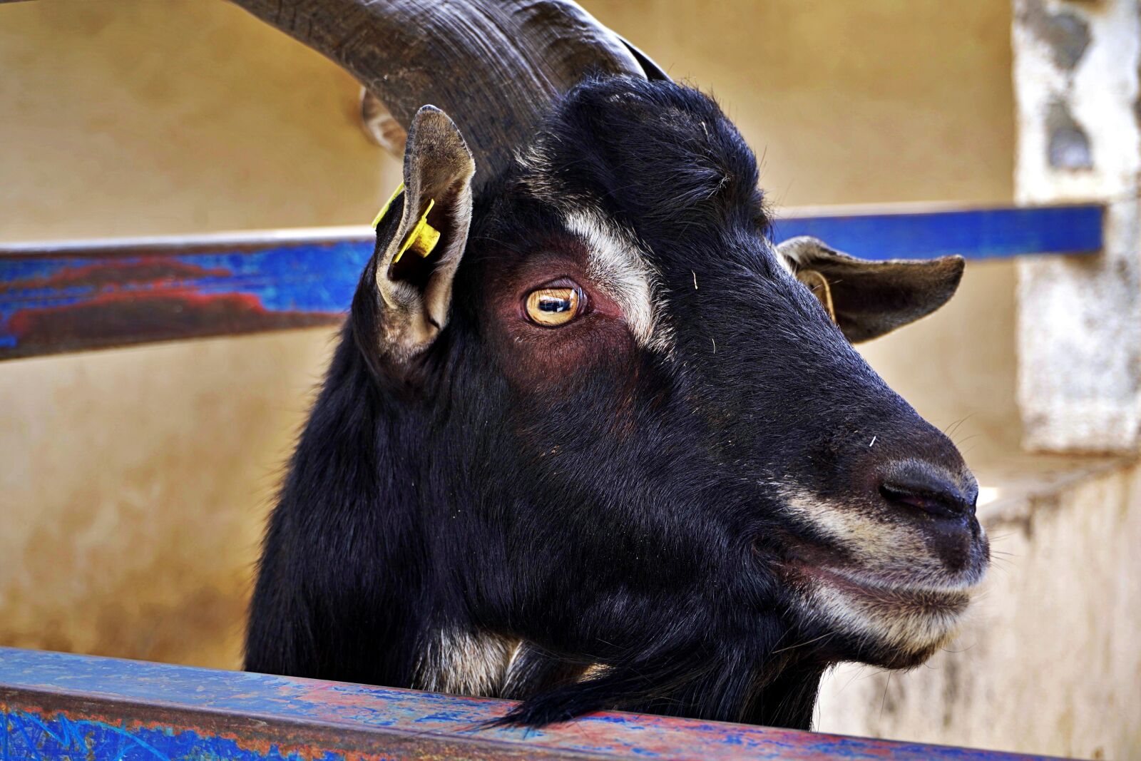 Sony a6400 sample photo. Goat, libertad0, isolated photography