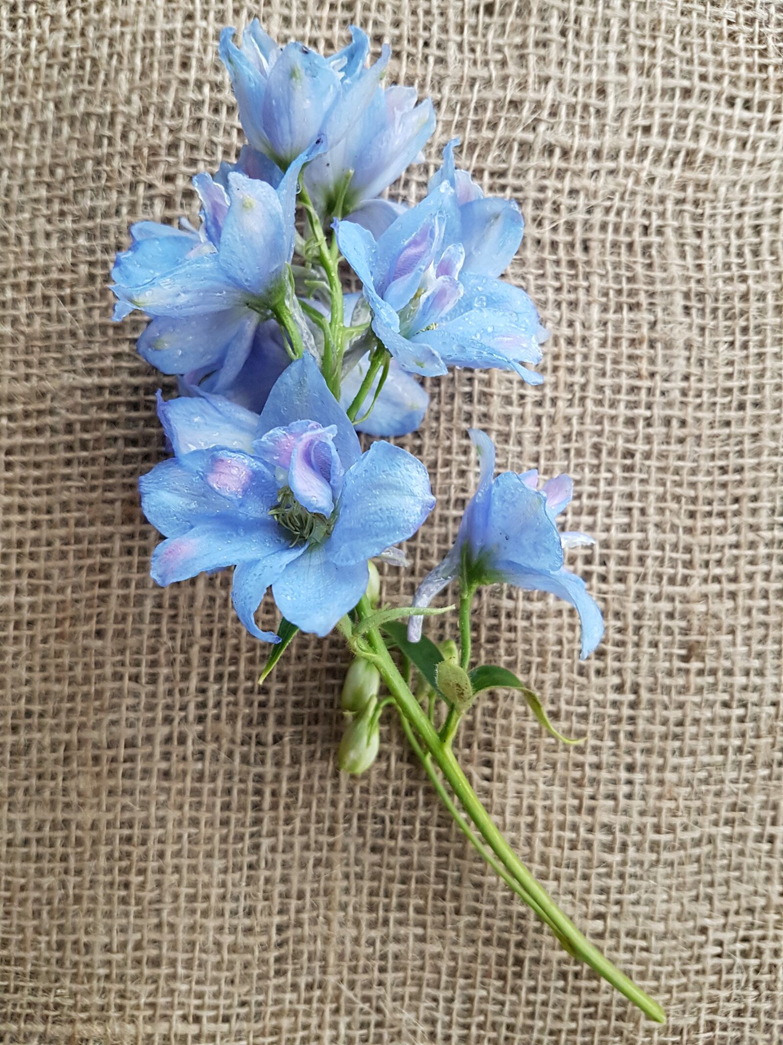 Samsung Galaxy S7 sample photo. Flowers, larkspur, decoupage photography
