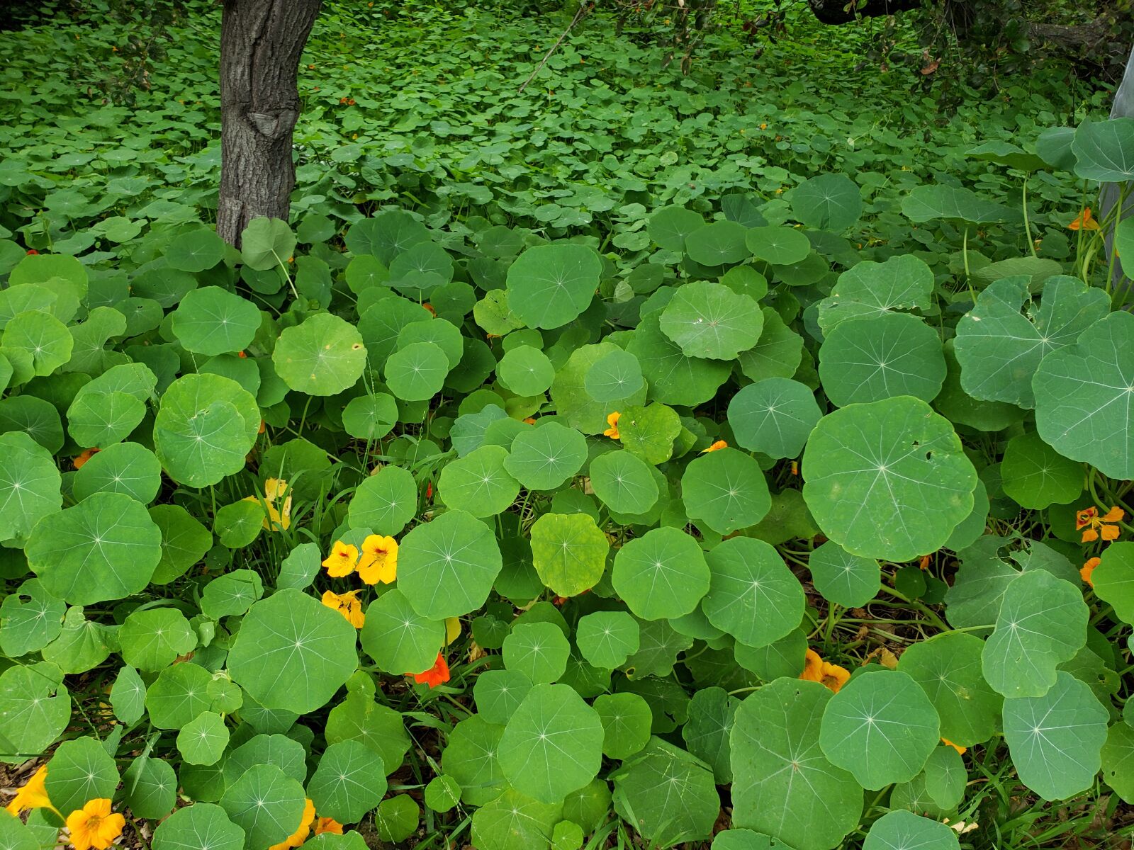 Samsung Galaxy Note9 sample photo. Nature, leaves, green photography