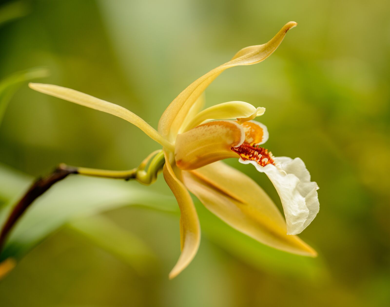 Nikon D800E sample photo. Orchid, flower, yellow photography