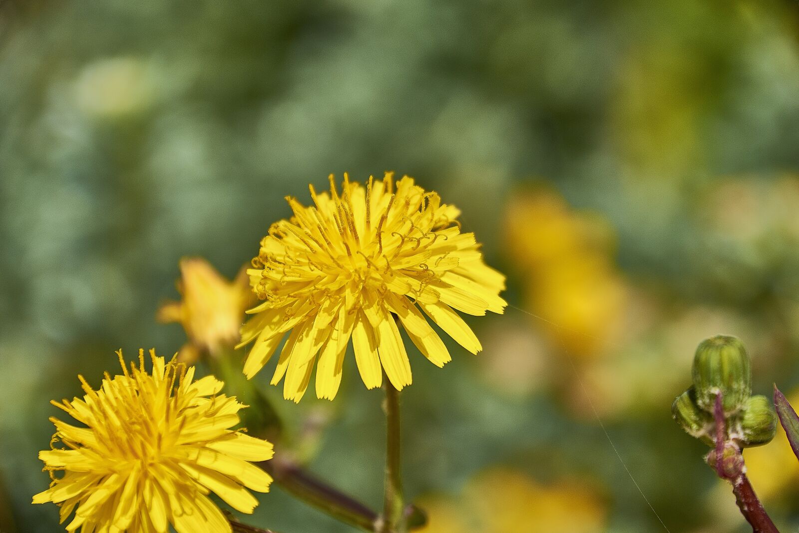 Nikon D7200 sample photo. Flower, garden, plant photography