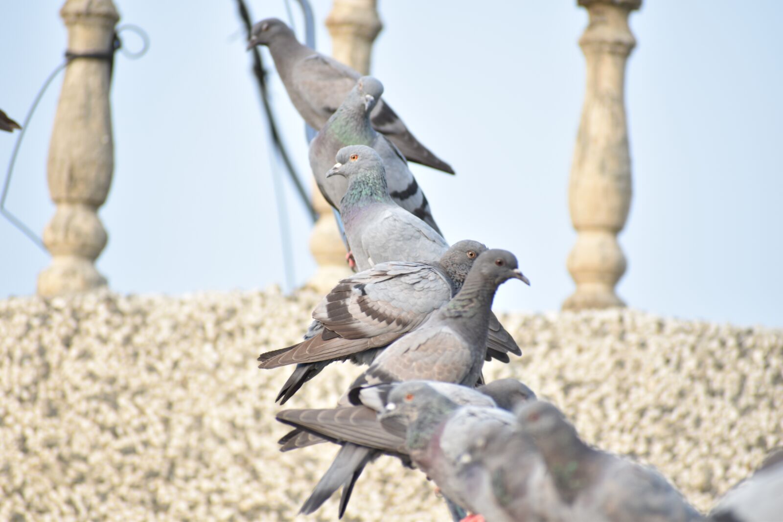 Nikon D5600 sample photo. Pigeons, row of birds photography