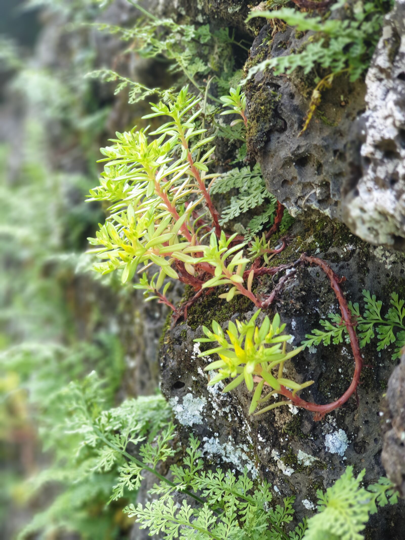 Samsung Galaxy Note9 sample photo. Plants, stone wall, nature photography