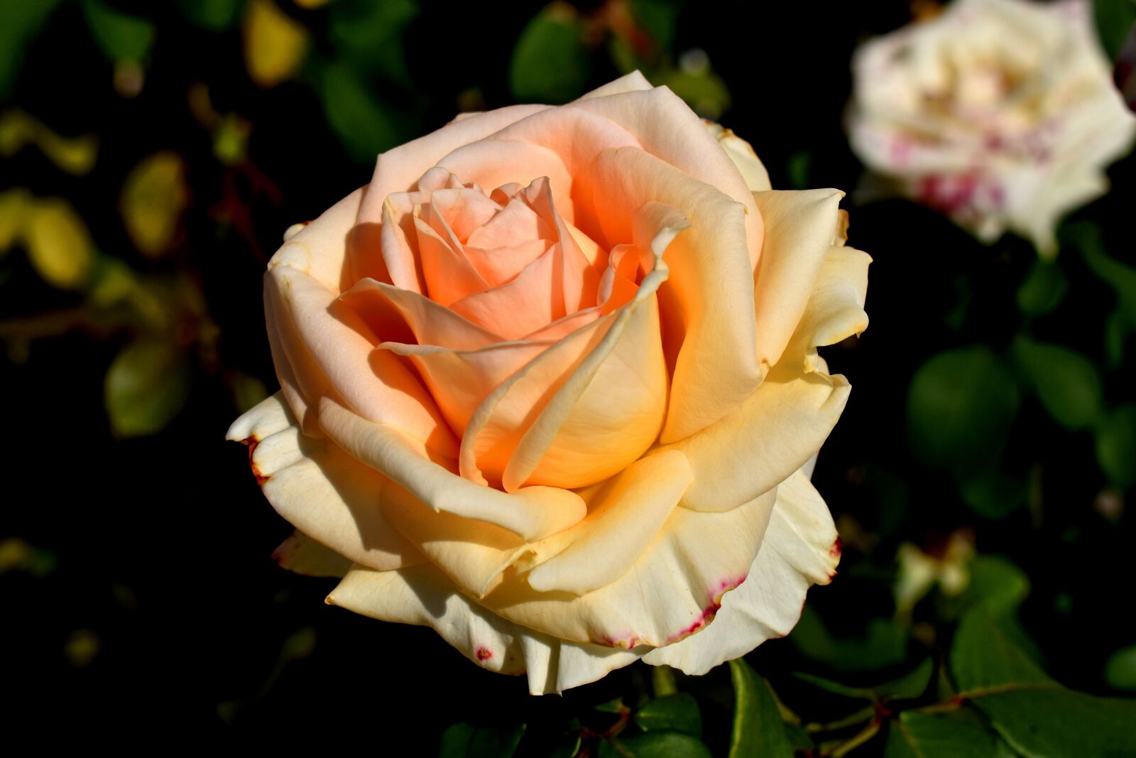 Nikon D3500 sample photo. Rose, flower, bloom photography