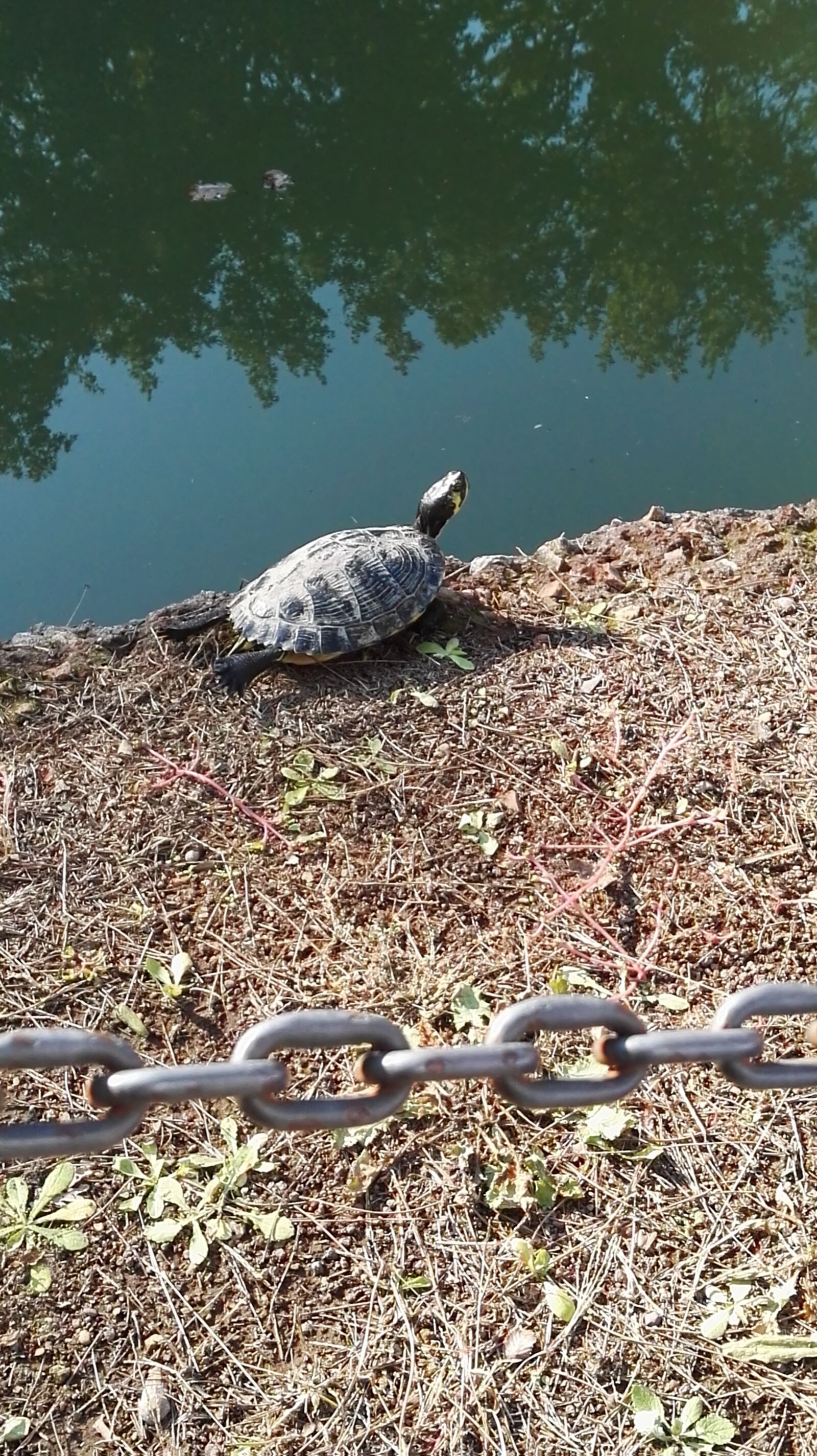 HUAWEI P8 sample photo. Turtle, chain, nature photography