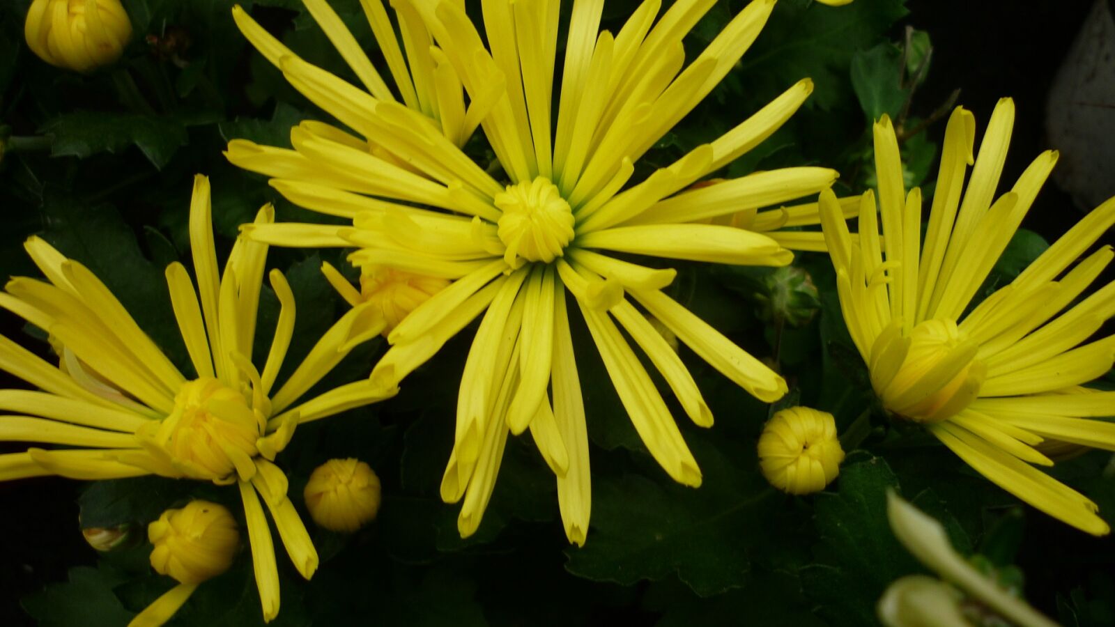 Panasonic Lumix DMC-FS6 sample photo. Aster, flower, yellow photography
