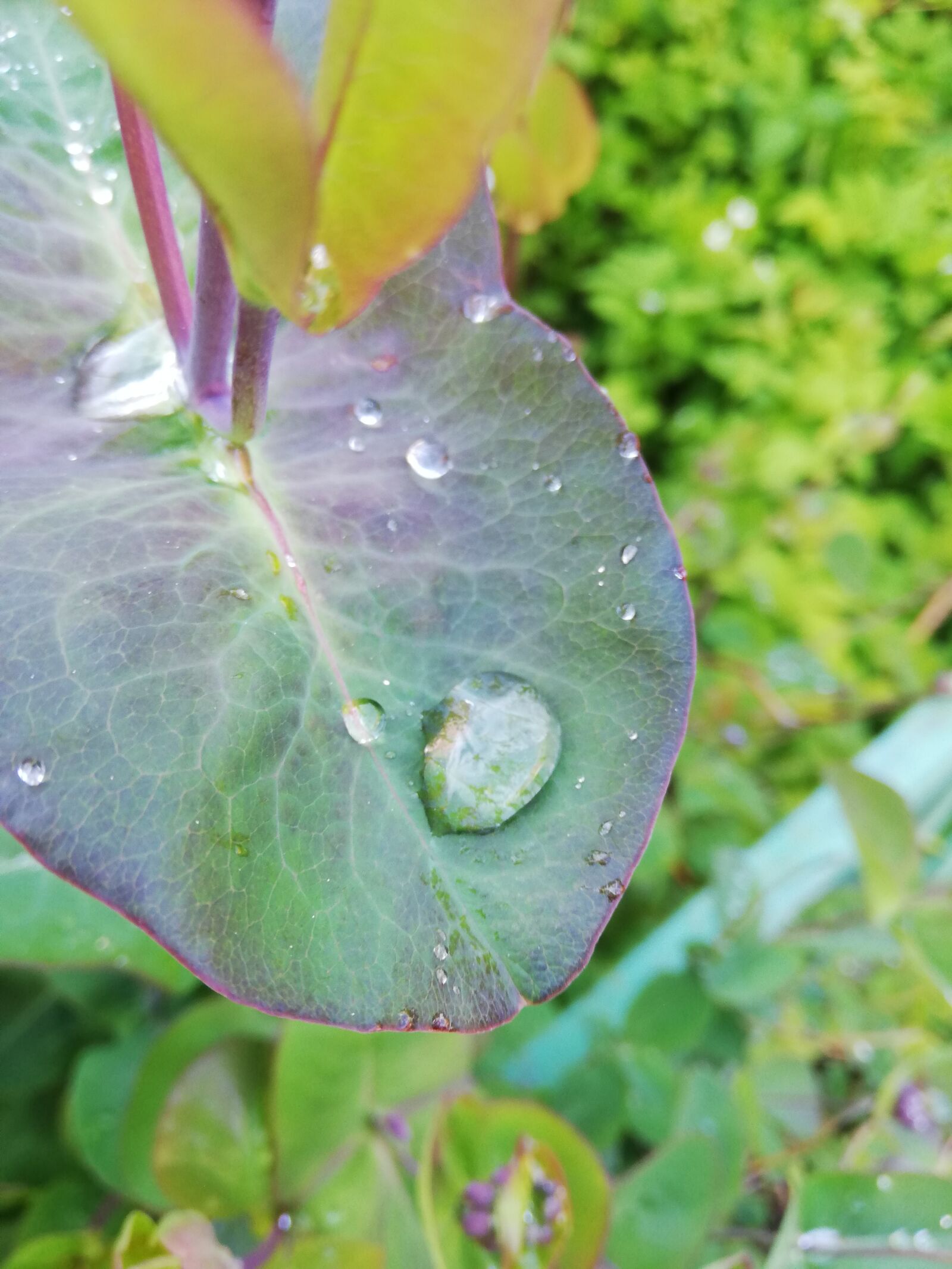HUAWEI P20 lite sample photo. Drop, big, rain photography