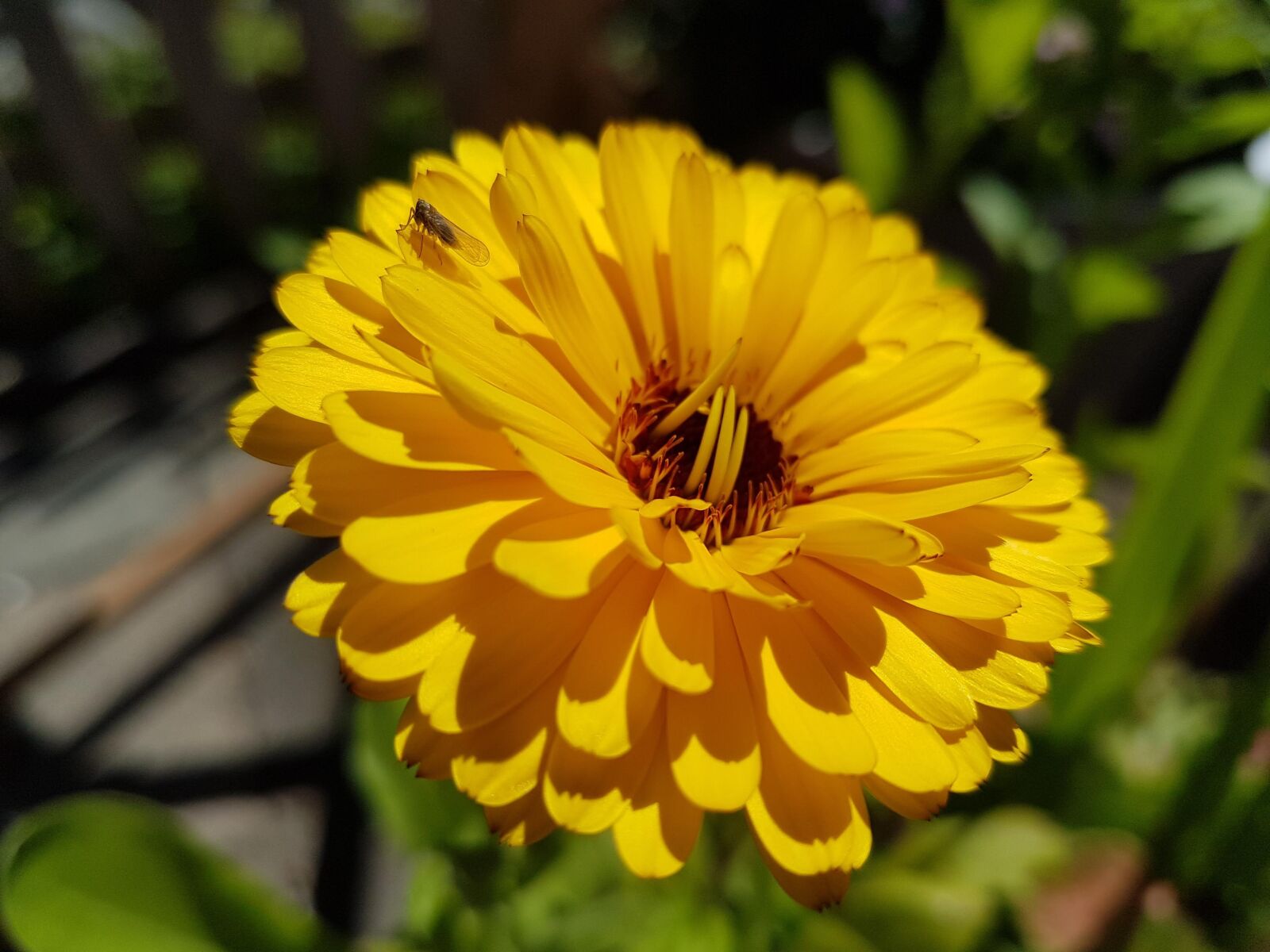 Samsung Galaxy S7 sample photo. Flower, yellow, flora photography