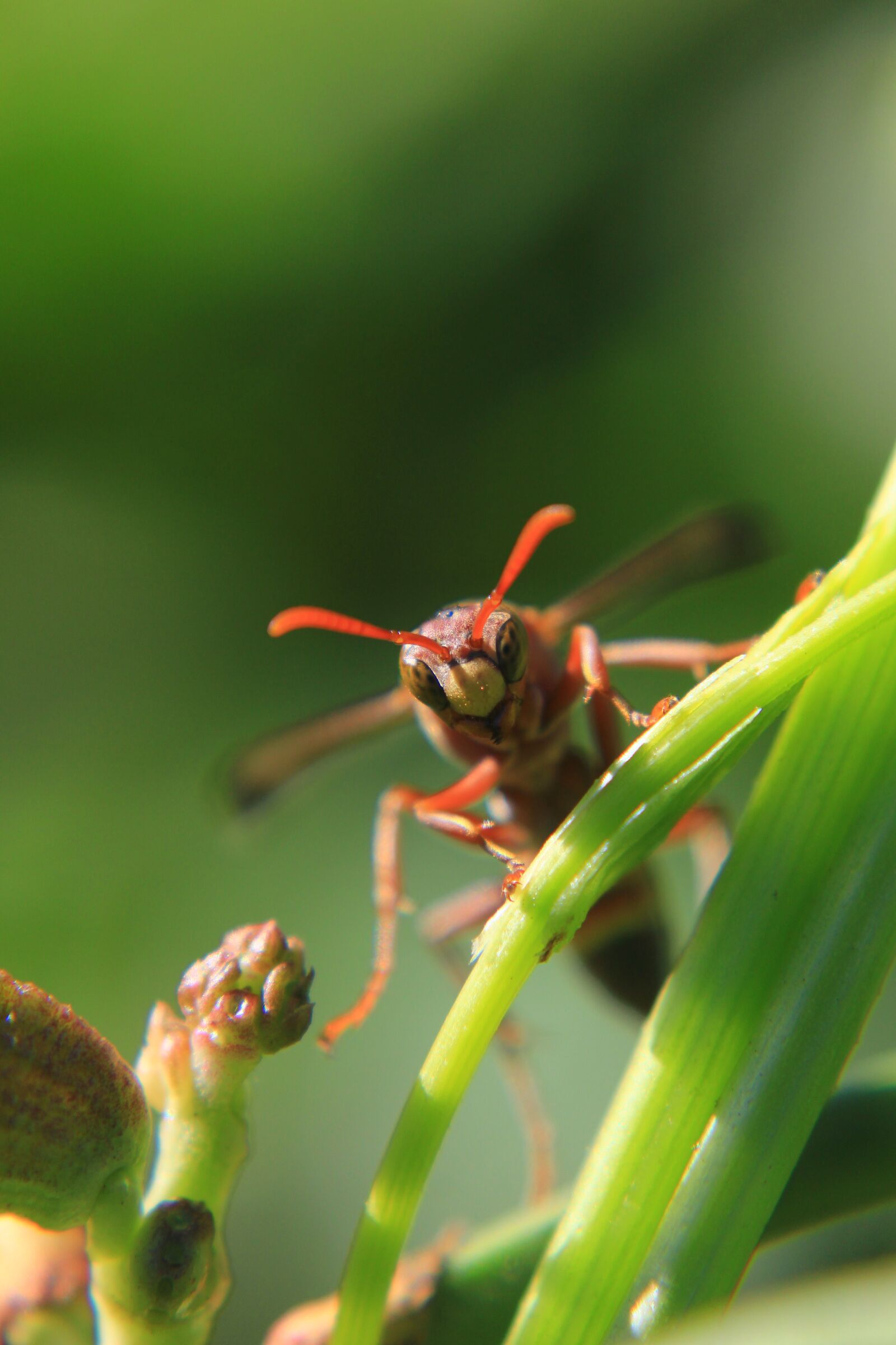 Canon EOS 60D sample photo. Nature, insect, leaf photography