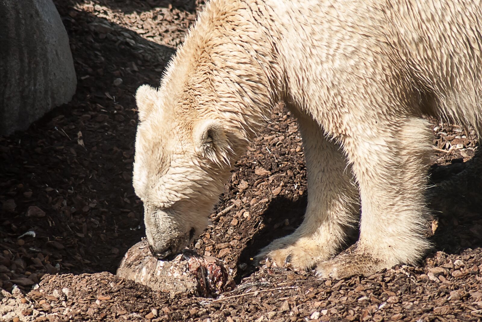 Nikon D3000 sample photo. Polar bear, animal, bear photography