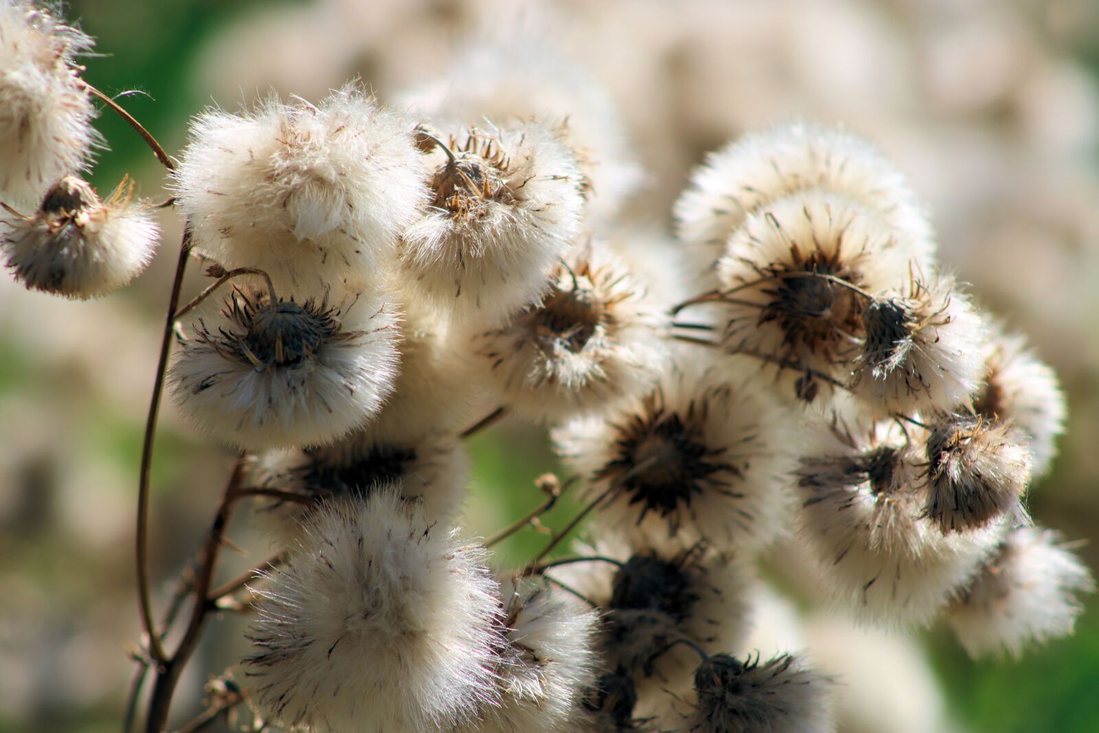 Canon EOS 750D (EOS Rebel T6i / EOS Kiss X8i) sample photo. Nature, brown, close up photography
