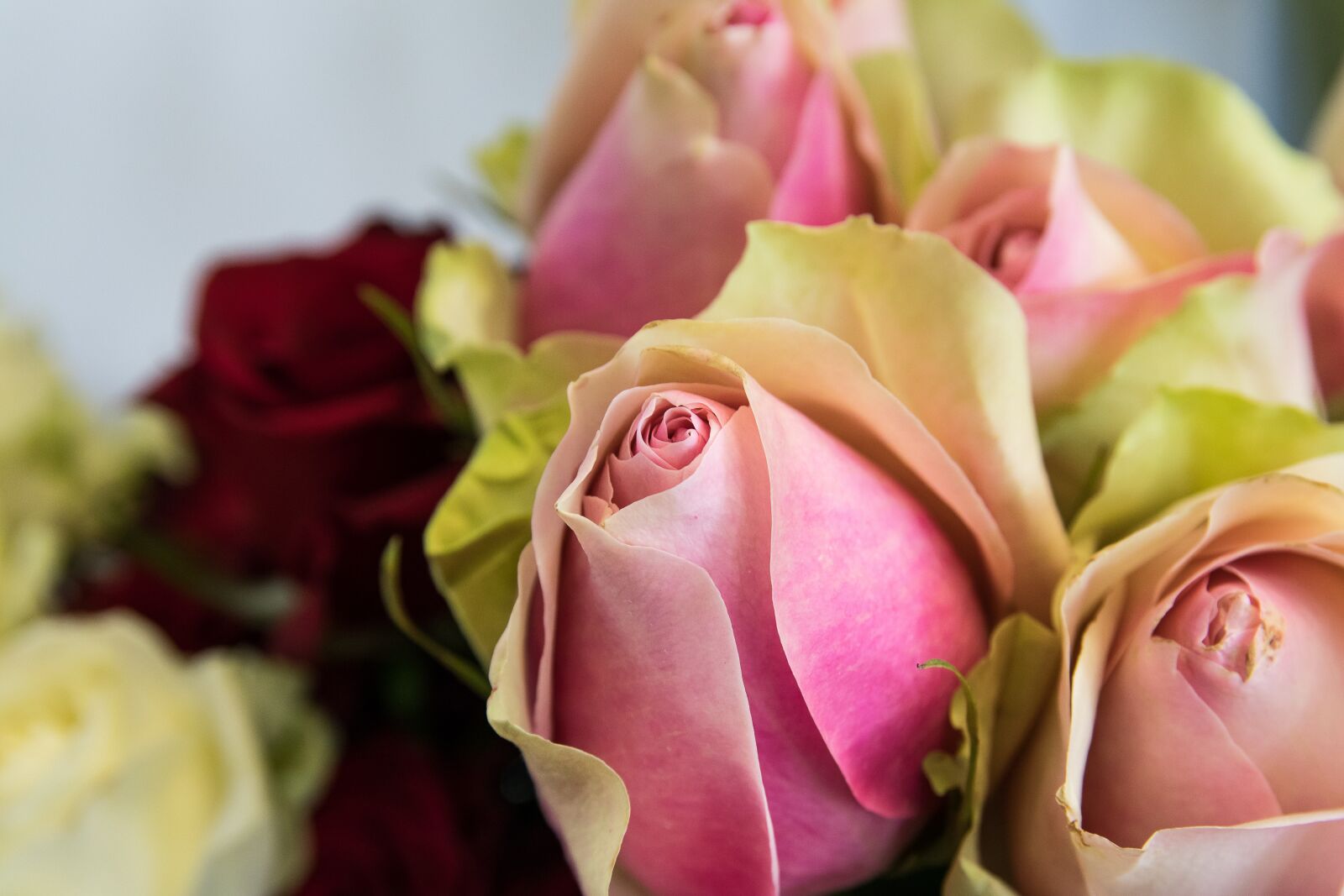 Canon EOS 80D sample photo. Rose, plant, flower photography
