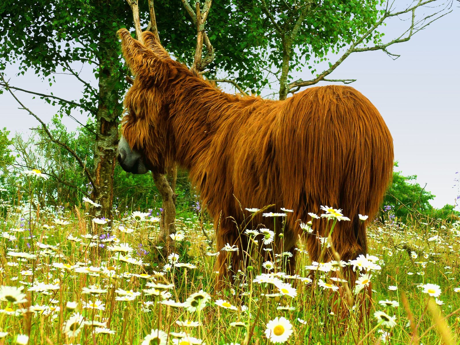 Panasonic DMC-FS37 sample photo. Donkey, long haired, fur photography