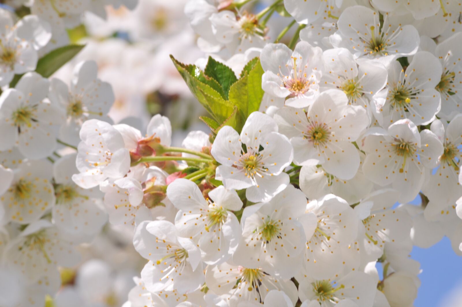 Nikon D300 sample photo. Cherry, april, easter photography