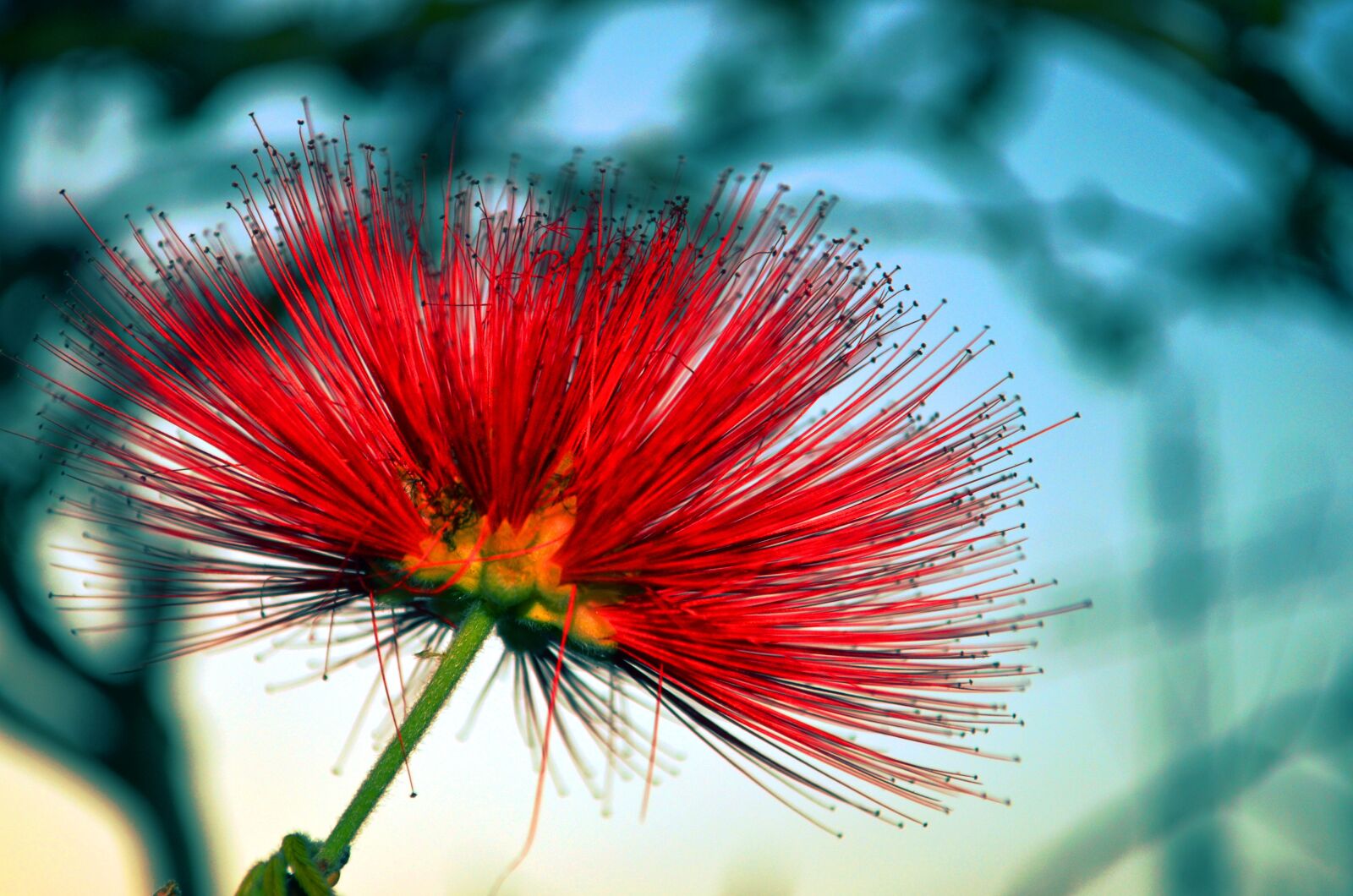 Nikon D5100 sample photo. Flower, cross, red photography