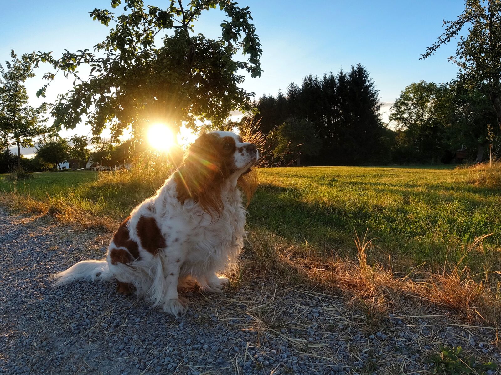 DJI OSMO ACTION sample photo. Dog, sunset, nature photography