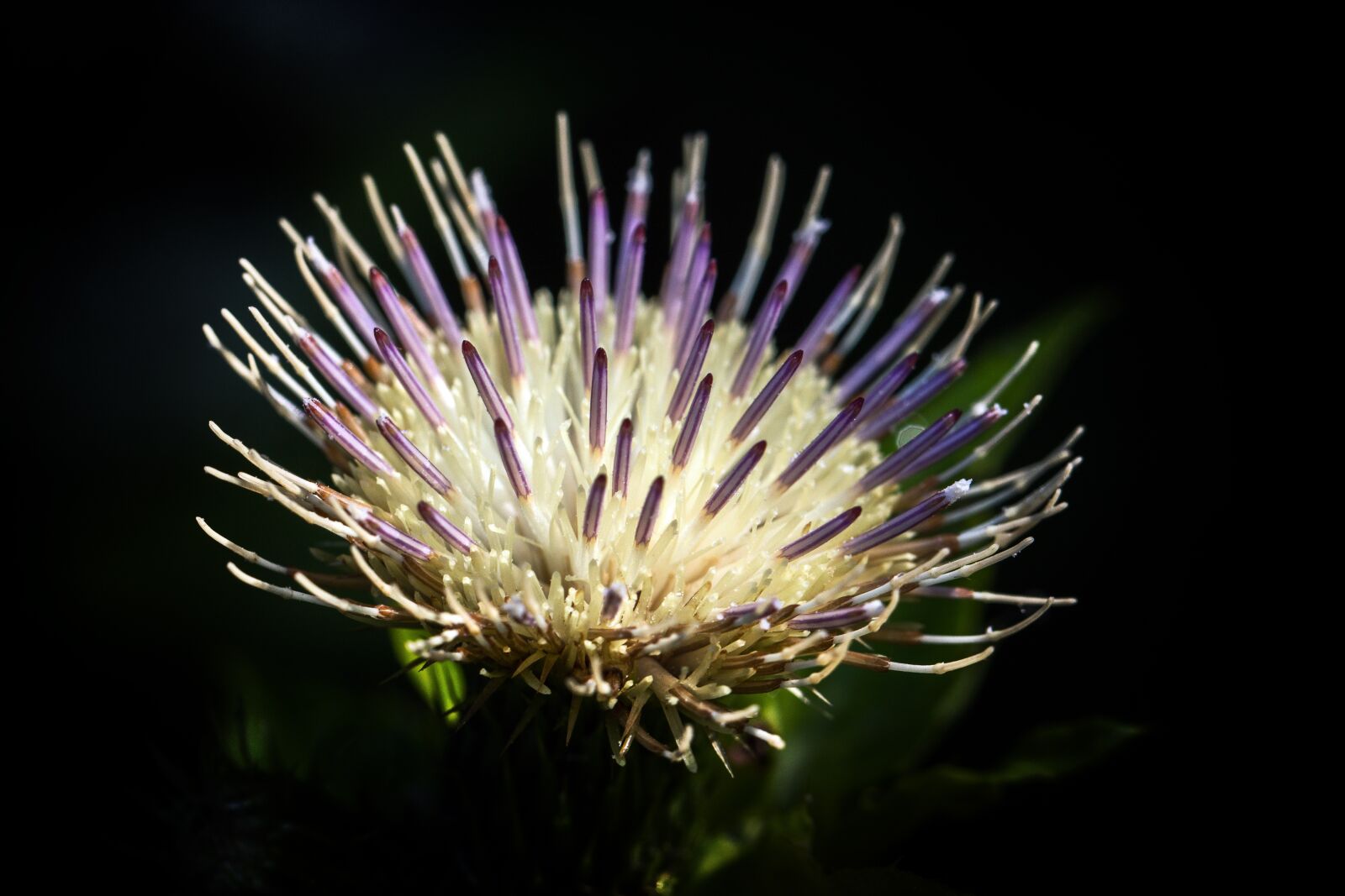 Canon EF 100mm F2.8L Macro IS USM sample photo. Blossom, bloom, thistle flower photography