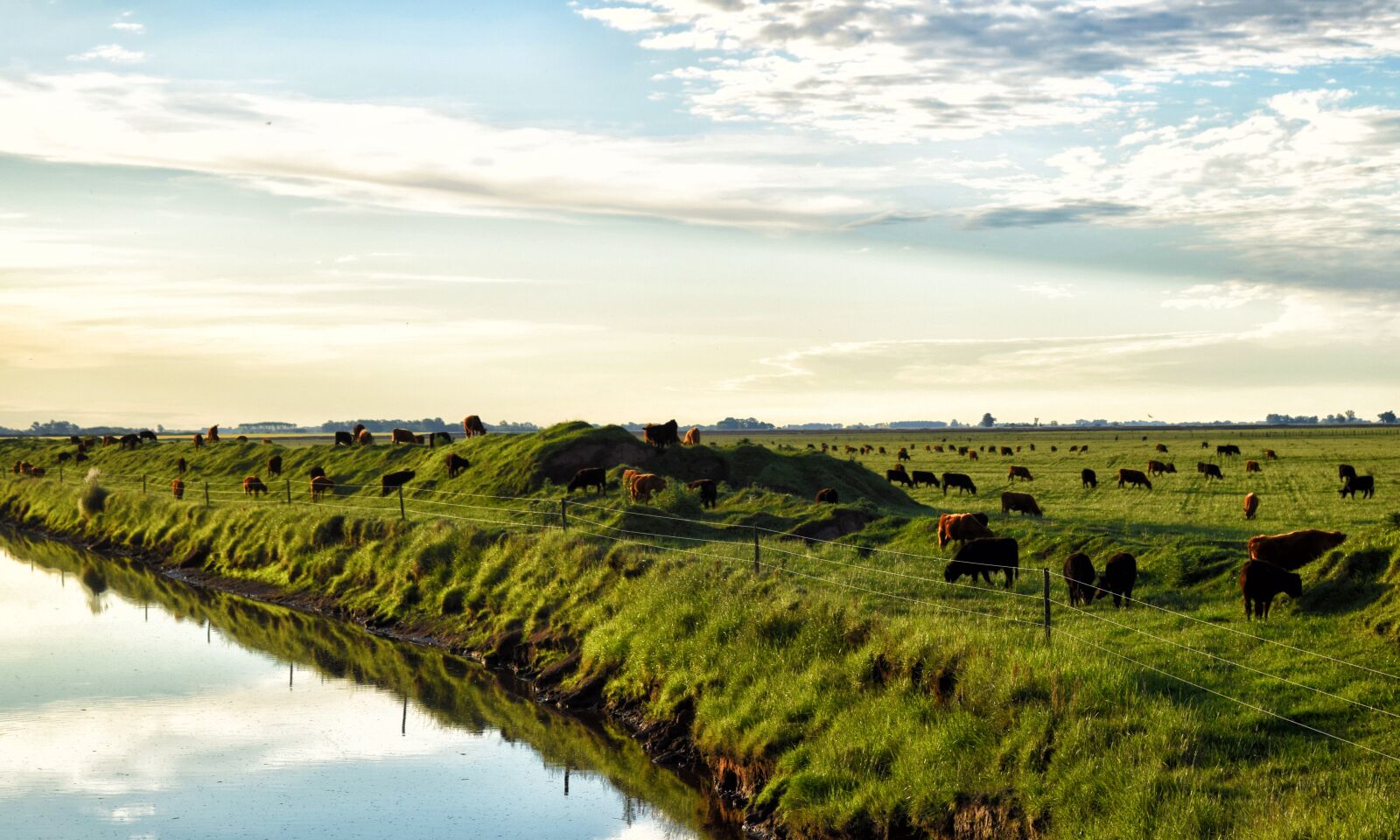 Nikon D5300 sample photo. Field, cows, brook photography