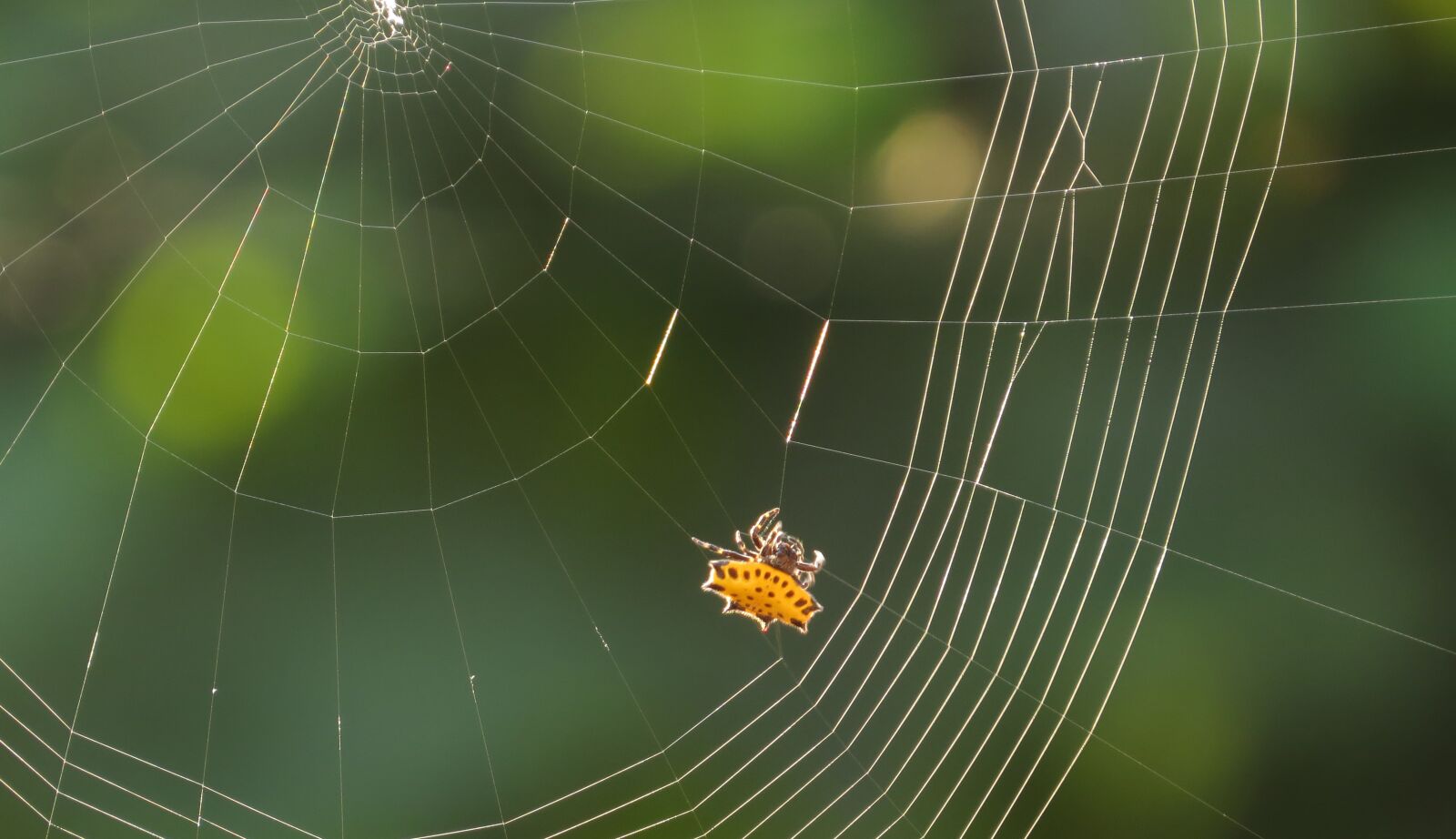 Canon PowerShot SX50 HS sample photo. Spider, web, arachnid photography