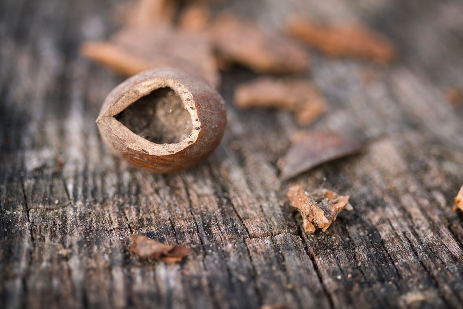 Canon EOS 7D sample photo. Wood, nature, tree photography