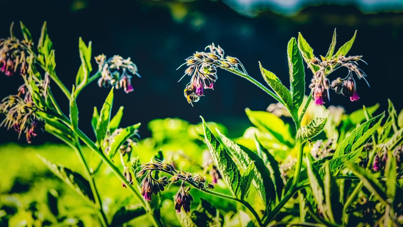 Canon EF-S 17-85mm F4-5.6 IS USM sample photo. Bee, flower, honey photography