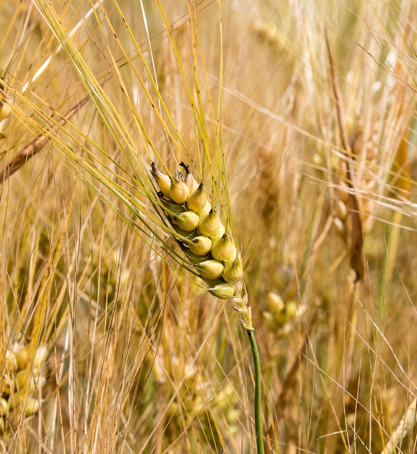 Canon EOS 80D sample photo. Barley, cereals, nature photography