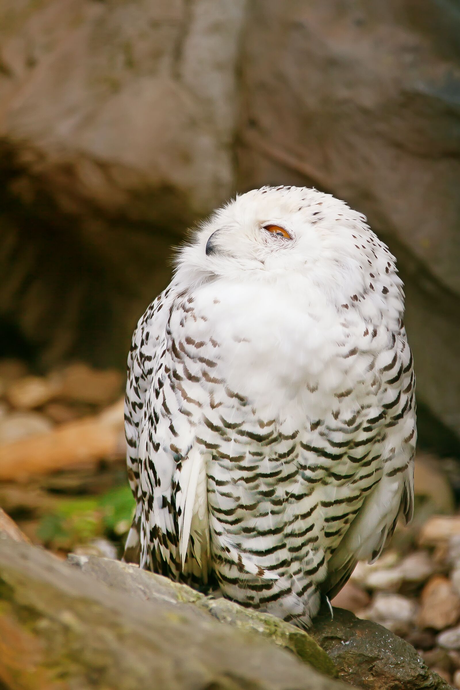 Canon EOS 50D sample photo. Snowy owl, bird, bird photography