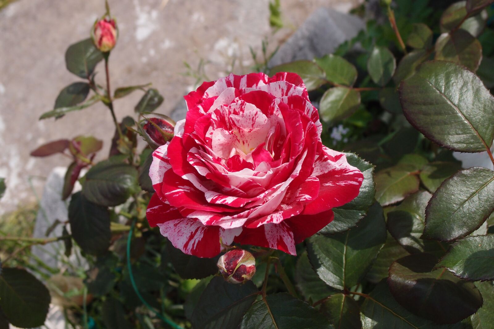 Olympus XZ-1 sample photo. Rose, flower, bloom photography