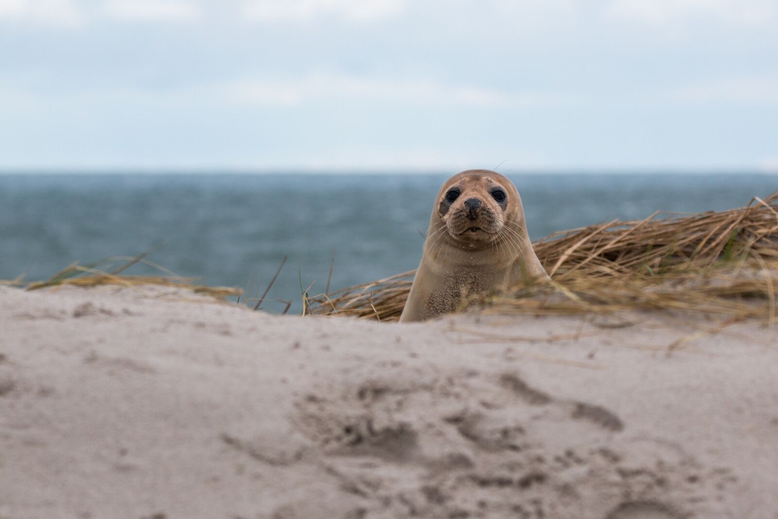 Canon EOS 70D + 150-600mm F5-6.3 DG OS HSM | Contemporary 015 sample photo. Robbe, grey seal, helgoland photography