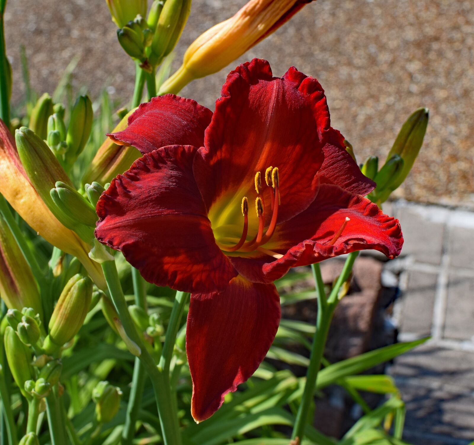 Nikon D3300 sample photo. Red-orange daylily, lily, close-up photography