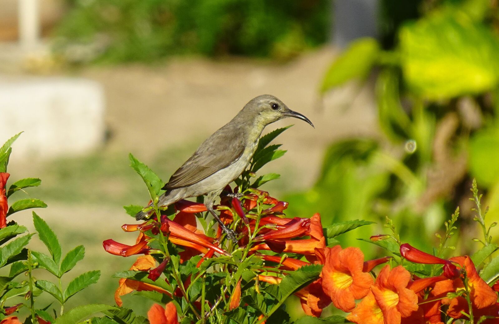 Sony DSC-WX800 sample photo. Bird, purple sunbird, cinnyris photography