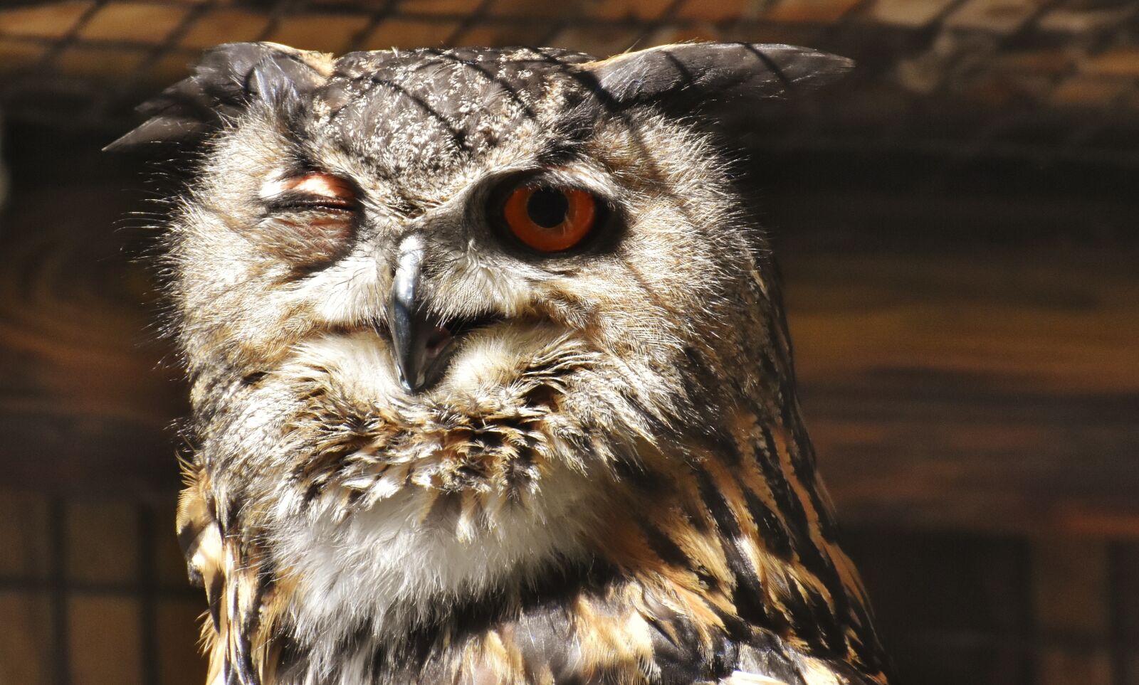 Nikon D7200 sample photo. Owl, bird, feather photography