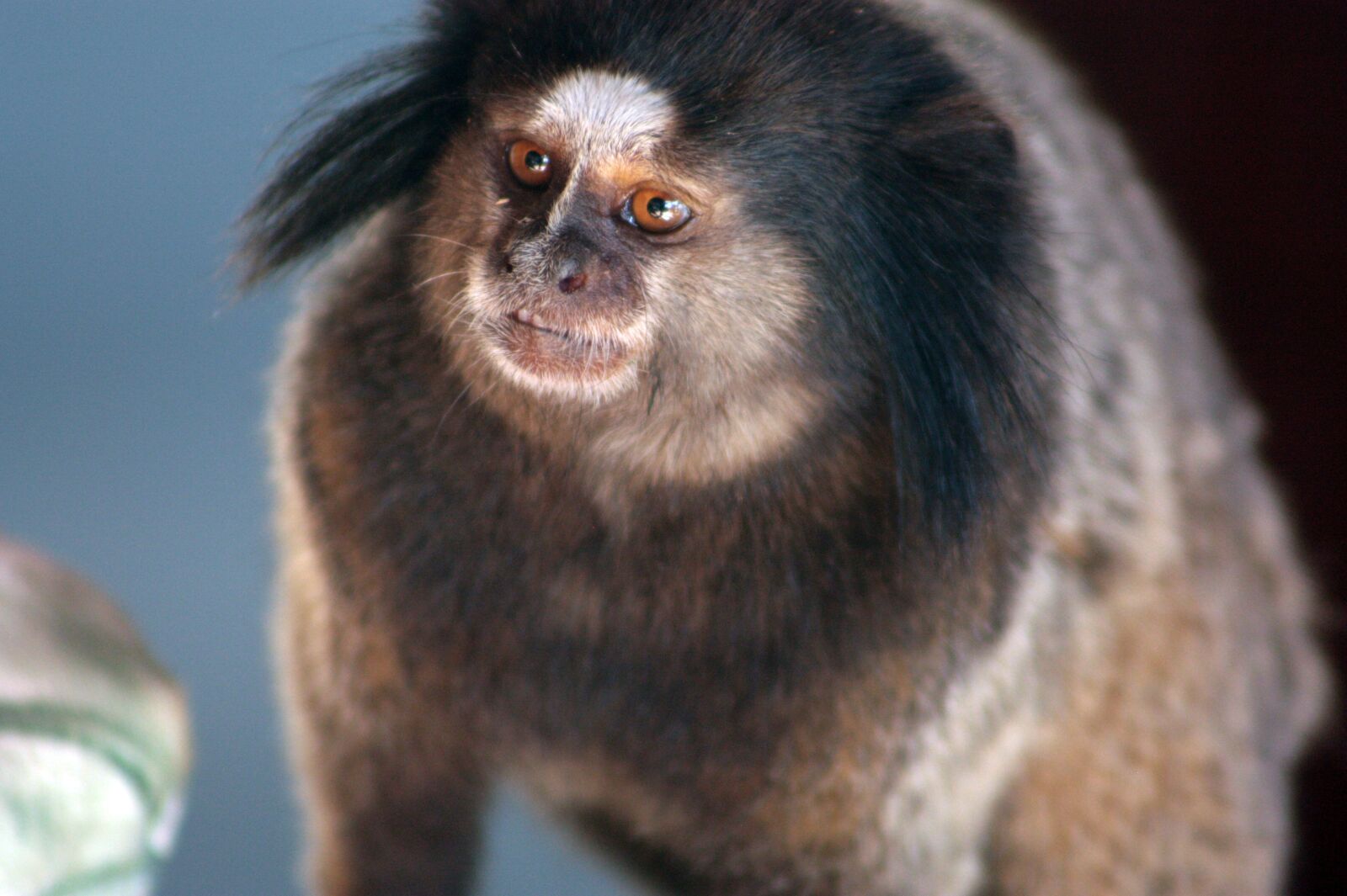 Canon EOS 450D (EOS Rebel XSi / EOS Kiss X2) sample photo. Mico, marmoset, monkey photography