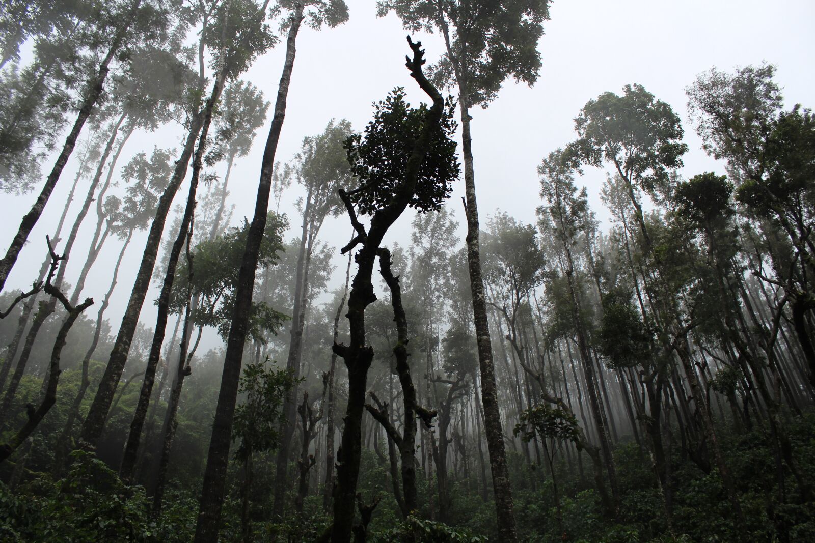 Canon EOS 700D (EOS Rebel T5i / EOS Kiss X7i) sample photo. Fog, forest, mist photography