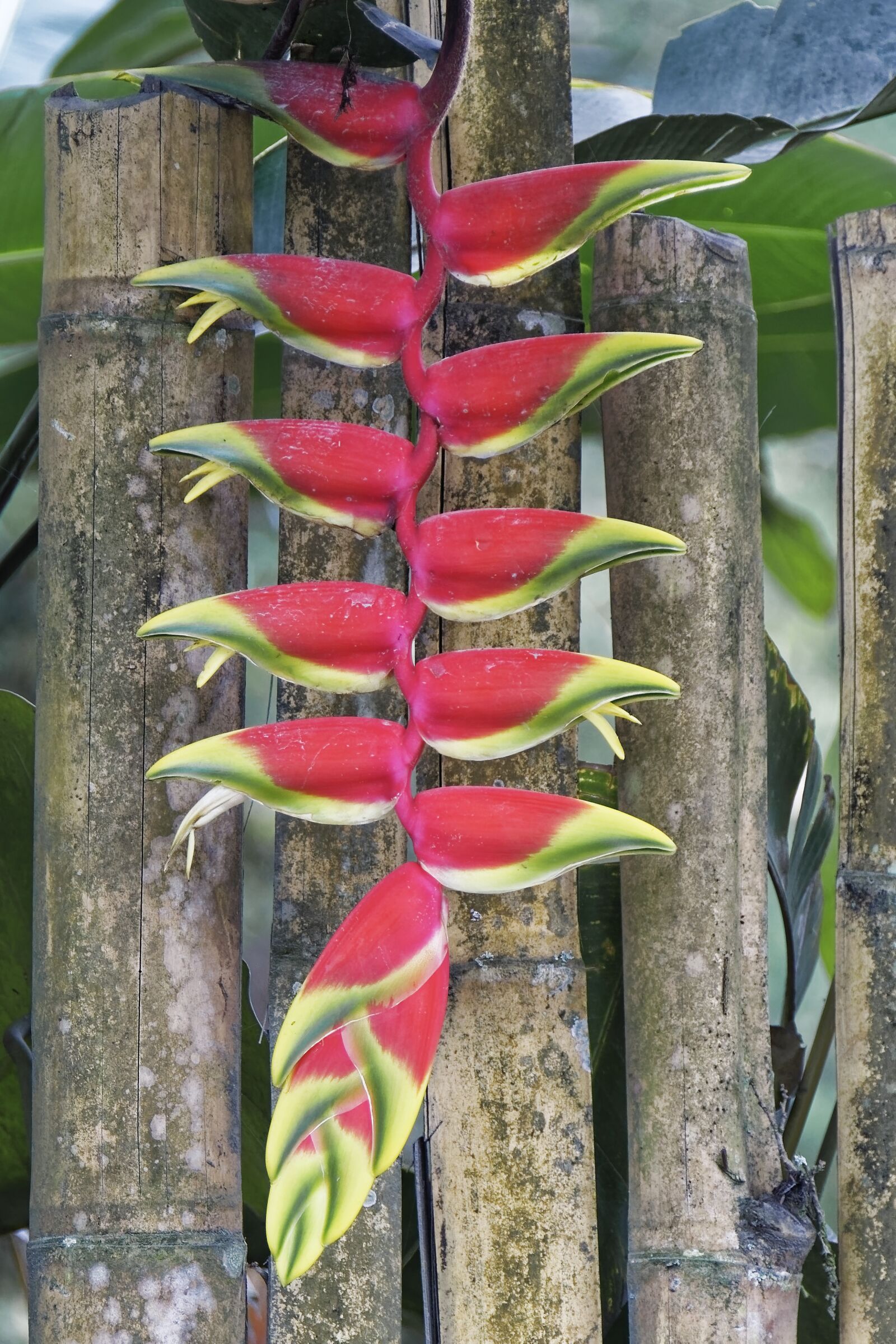 Nikon D500 sample photo. Colombia, tropics, plant photography