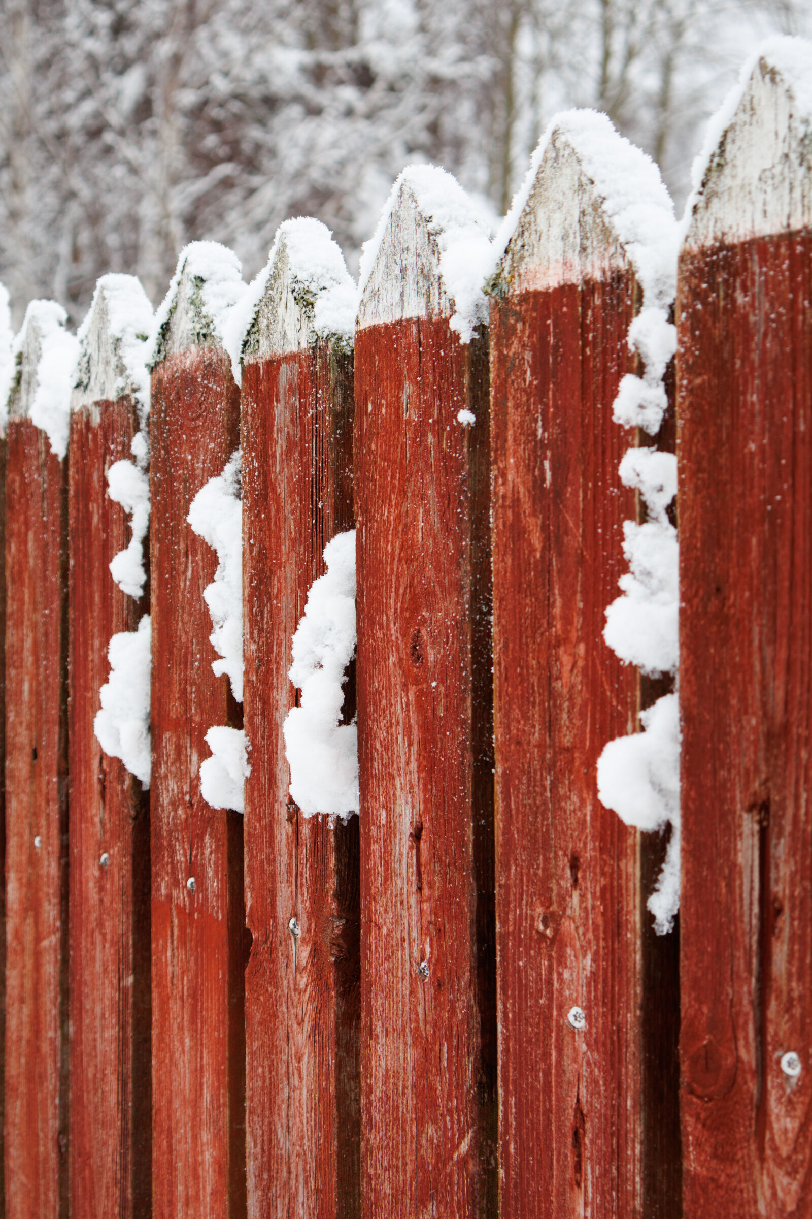 Canon EOS R50 sample photo. Fence of snow photography