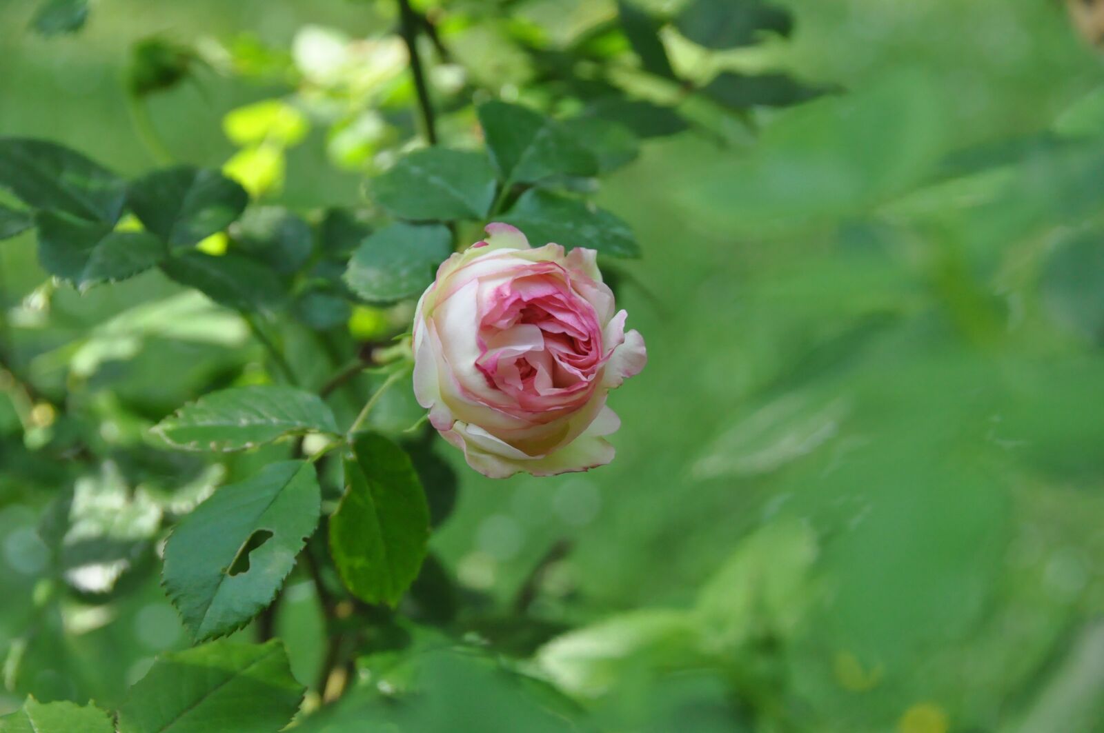 Nikon D90 sample photo. Rose, flower, blossom photography