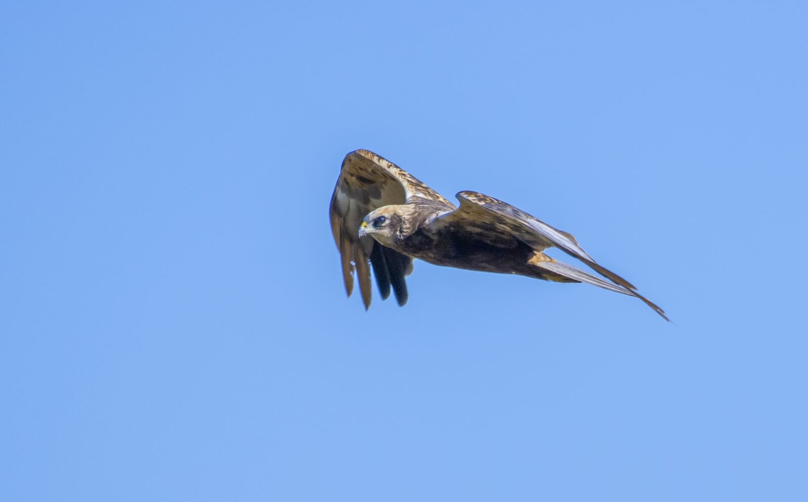 150-600mm F5-6.3 DG OS HSM | Contemporary 015 sample photo. Common buzzard, flight, bird photography
