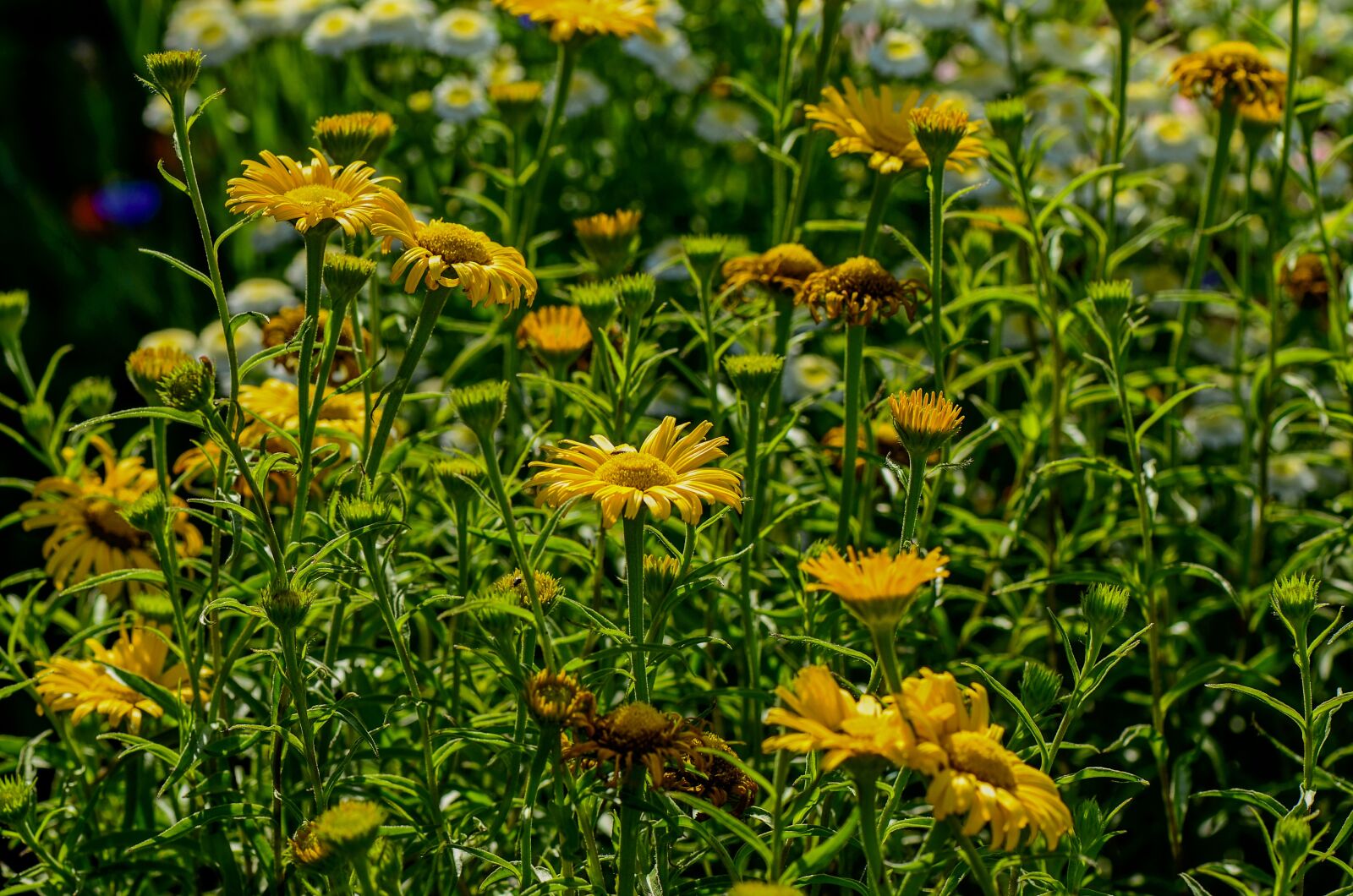 Nikon D7000 sample photo. Flowers, yellow, nature photography