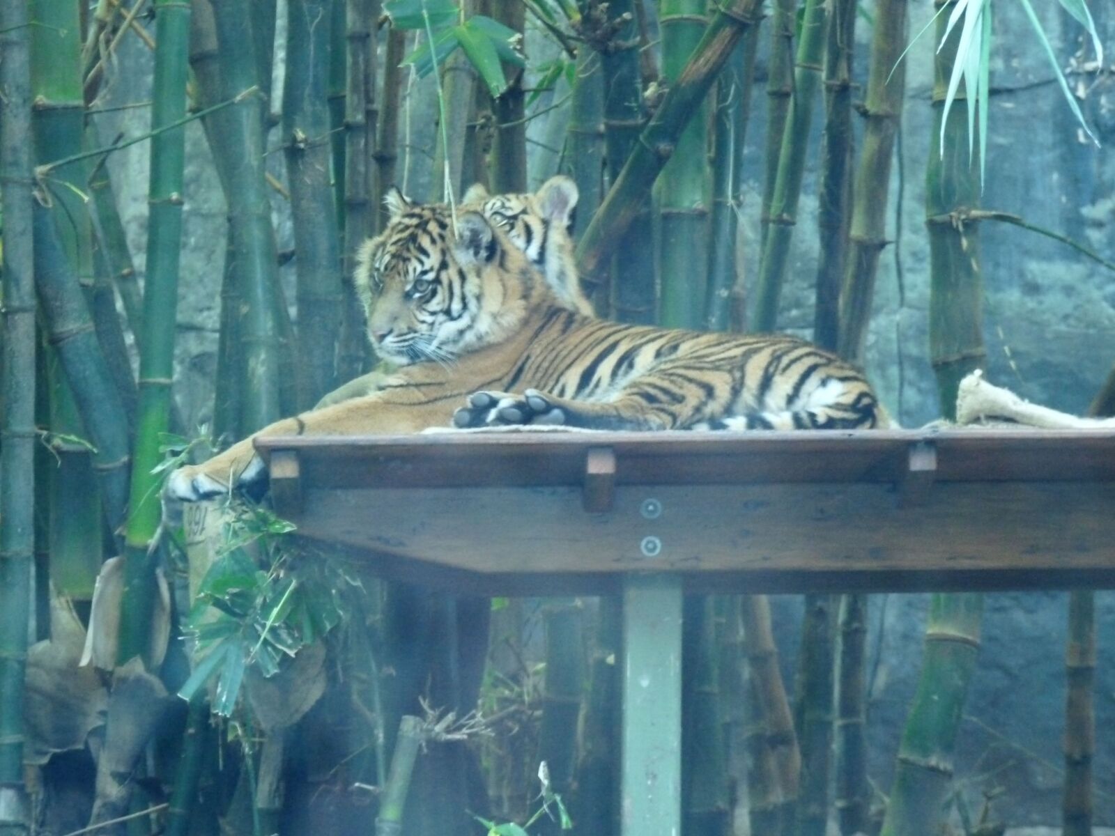 Panasonic Lumix DMC-FZ28 sample photo. Tiger, zoo, australia photography