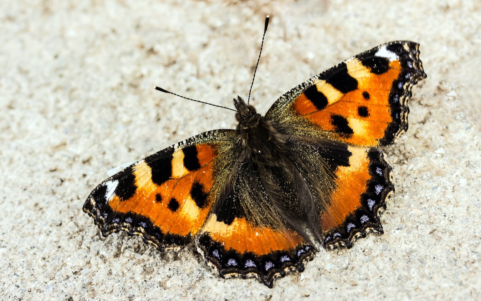 Canon EOS 650D (EOS Rebel T4i / EOS Kiss X6i) sample photo. Butterfly, little fox, nymphalis photography