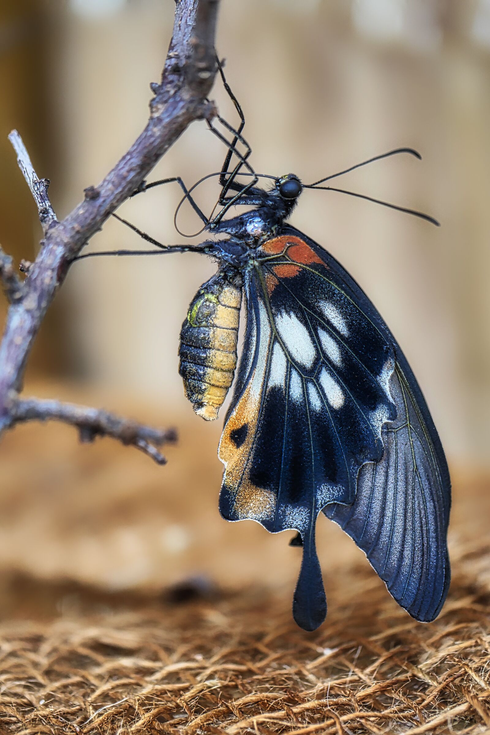 Panasonic Lumix DMC-GX8 sample photo. Butterfly, insect, nature photography
